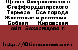 Щенок Американского Стаффордштирского Терьера - Все города Животные и растения » Собаки   . Кировская обл.,Захарищево п.